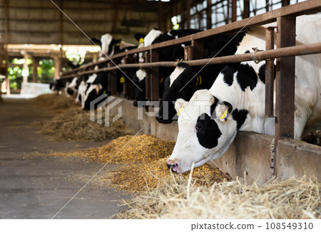 牛在穀倉裡吃啤酒糟 牛在穀倉裡吃啤酒糟 108549310