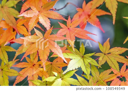 秋季宮城縣川崎町國立陸奧森湖畔公園，楓葉鮮豔 108549349