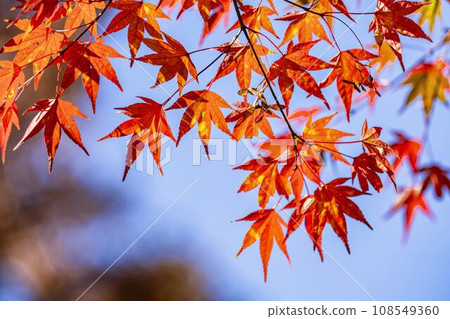 Autumn National Michinoku-Mori Lakeside Park Maple, Kawasaki Town, Miyagi Prefecture Autumn National Michinoku-Mori Lakeside Park Maple, Kawasaki Town, Miyagi Prefecture 108549360