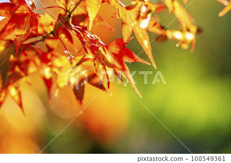 Autumn National Michinoku-Mori Lakeside Park Maple, Kawasaki Town, Miyagi Prefecture 108549361