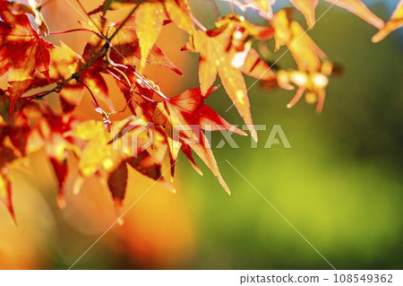 Autumn National Michinoku-Mori Lakeside Park Maple, Kawasaki Town, Miyagi Prefecture 108549362