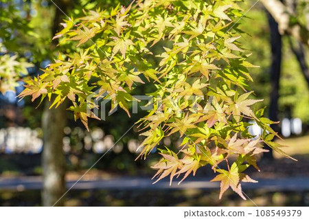Autumn National Michinoku-Mori Lakeside Park Maple, Kawasaki Town, Miyagi Prefecture 108549379