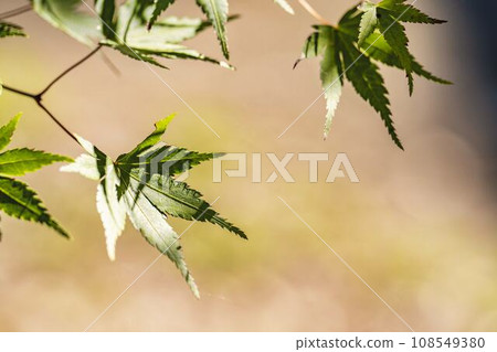 Autumn National Michinoku-Mori Lakeside Park Maple, Kawasaki Town, Miyagi Prefecture 108549380