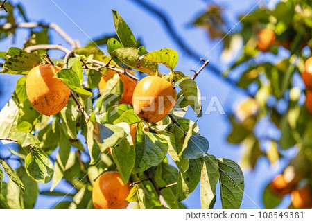 Autumn scenery, many persimmons on the tree, Kawasaki Town, Miyagi Prefecture Autumn scenery, many persimmons on the tree, Kawasaki Town, Miyagi Prefecture 108549381