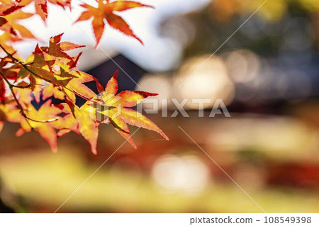 Autumn National Michinoku-Mori Lakeside Park, vivid maple leaves, Kawasaki Town, Miyagi Prefecture 108549398