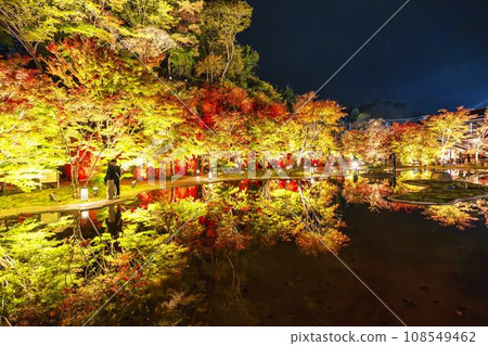 日本三大秋景之一的松島,宮城縣松島離宮「紅葉&點燈2023」宮城縣松島町 日本三大秋景之一的松島,宮城縣松島離宮「紅葉&點燈2023」宮城縣松島町 108549462