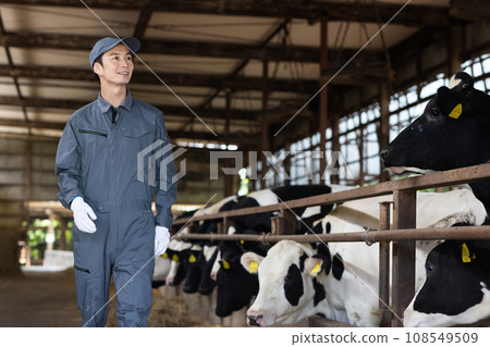 酪農飼養乳牛 108549509