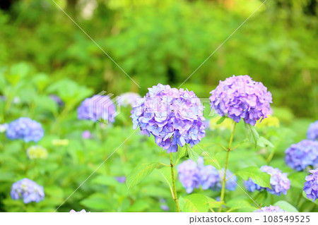 Hydrangea flower modern Hydrangea flower modern 108549525
