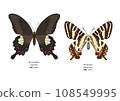 Monkey swallowtail and Gifu butterfly 108549995