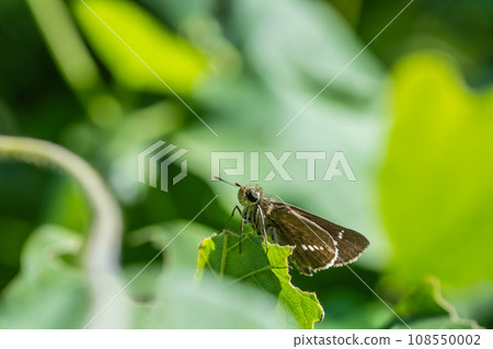 Parnara guttata on the leaves 108550002