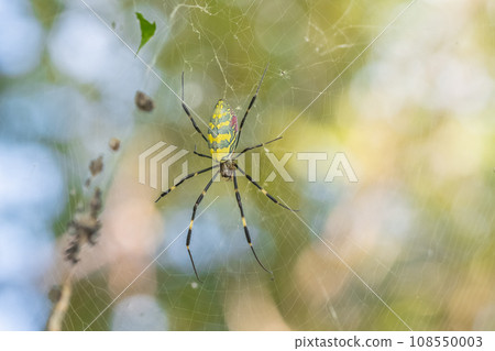 Nephila spider 108550003