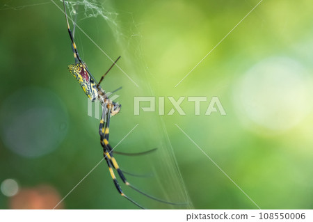 Nephila spider 108550006