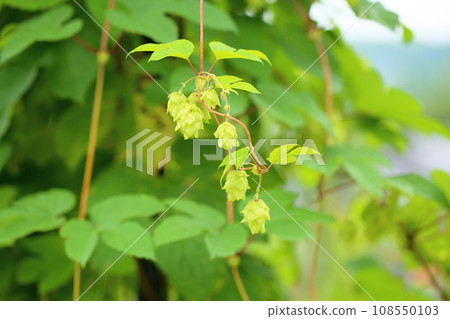 Hop fruit 108550103