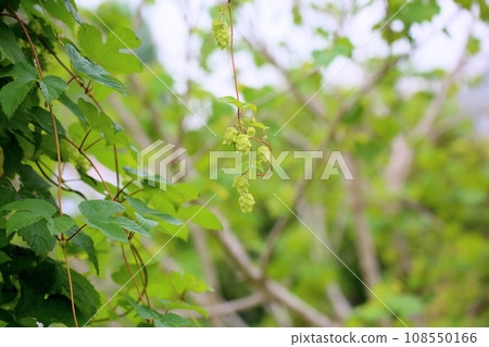 Hop fruit 108550166