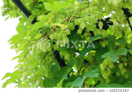 跳果 跳果 108550167