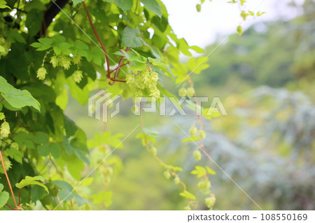 Hop fruit Hop fruit 108550169