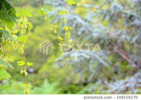 Hop fruit Hop fruit 108550170