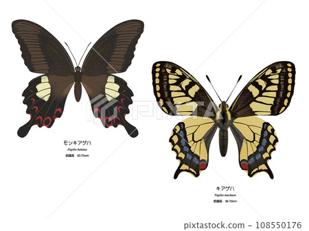 猴燕尾和黃燕尾 108550176