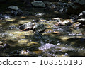 Mountain stream 108550193