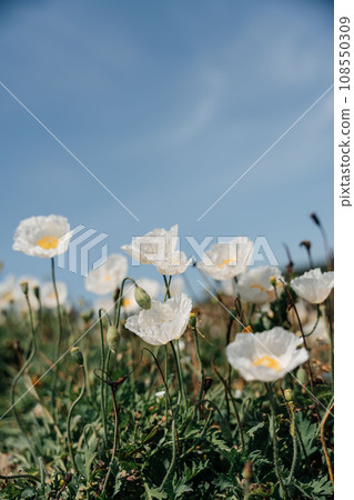 White poppy, panorama. Poppies bloom in the garden. Delicate flower. Bright white poppy attracts bees. Poppy idyll. 108550309