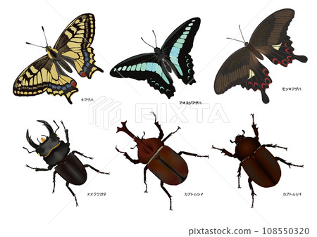 butterflies and korchus butterflies and korchus 108550320