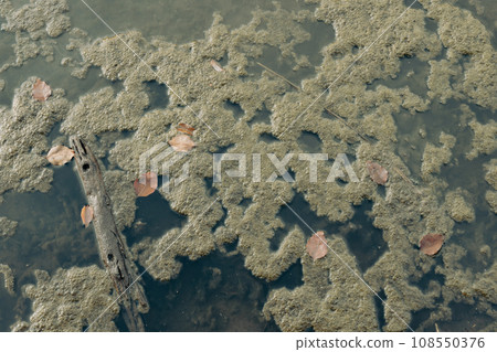 Algae and driftwood floating on the surface of the river 108550376