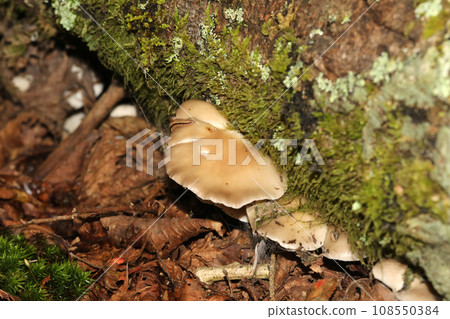 Ushiratake Ushiratake 108550384