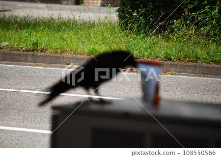 Crow Crow 108550566