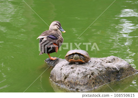 龜戶天神菊花節、東京都江東區龜戶真嗣池的鴨子和烏龜 龜戶天神菊花節、東京都江東區龜戶真嗣池的鴨子和烏龜 108550615