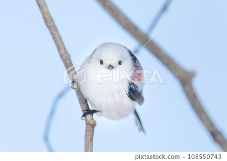 Long-tailed tit on the front face 108550743