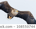 A flying leafy eagle 108550744