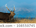 Shiretoko mountain range and Ezo deer 108550745