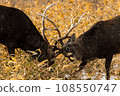 Fighting sika deer 108550747