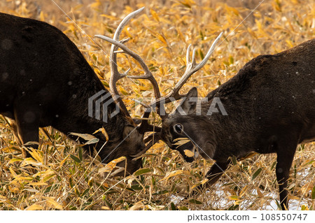 Fighting sika deer 108550747