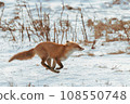 A trotting red fox 108550748