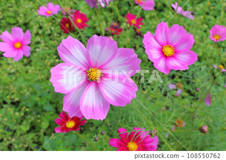 波斯菊 粉紅色 白色 兩種顏色 108550762