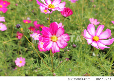 波斯菊 粉紅色 白色 兩種顏色 108550763