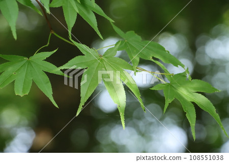新鮮的綠色楓葉在雨中浸泡 108551038