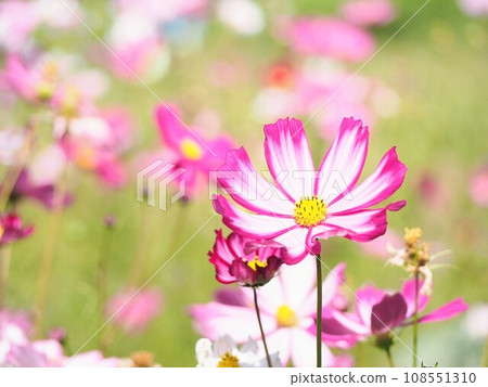 Cosmos swaying in the autumn breeze 108551310