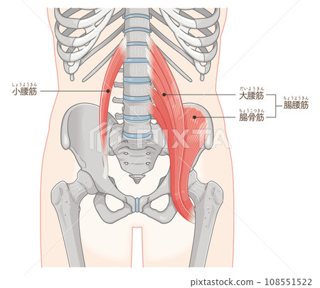 Iliopsoas muscle, muscles around the pelvis,... - Stock