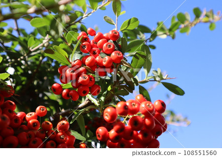 Pyracantha with red fruits 108551560