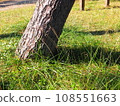 root of pine tree 108551663