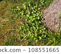 root of pine tree 108551665