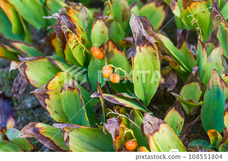 Lily orchid with orange fruits in autumn | Lily of the valley | Lily of the valley image Lily orchid with orange fruits in autumn | Lily of the valley | Lily of the valley image 108551804