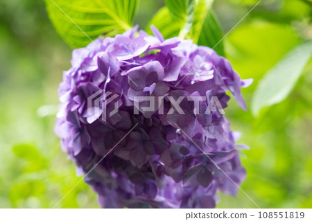 陽光照亮的紫色繡球花 108551819