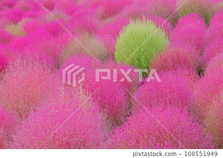 Kochia no Sato, Matsuda Town, Kanagawa Prefecture 108551949