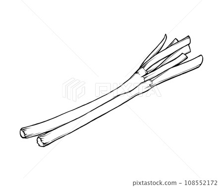 綠洋蔥的寫實線條畫插圖 108552172