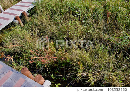 Biotope on the shore of Lake Shinji protected under the Ramsar Convention 108552360