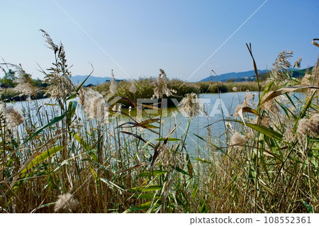 受拉姆薩爾公約保護的宍道湖岸邊的群落生境 受拉姆薩爾公約保護的宍道湖岸邊的群落生境 108552361