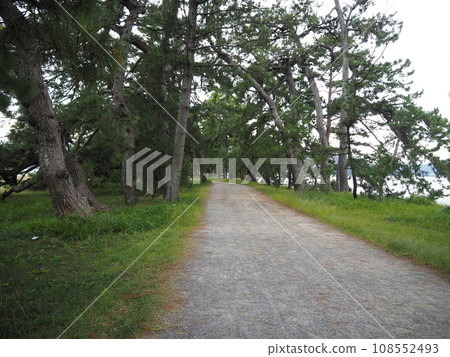 Amanohashidate pine trees 108552493